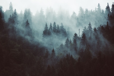 NOVA Dampfduschkabine - mit Wasserfilter - mit Wald-Dekor - NEBEL